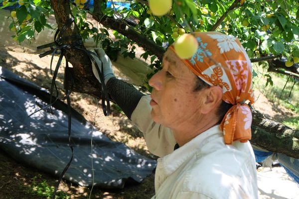 南越前町担い手農家インタビュー　「私たちの営農💪」その3